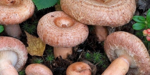 Šta učiniti s valovima nakon sakupljanja: kako obraditi da ne bude gorak